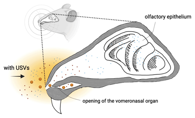 diagram of rat sense of smell