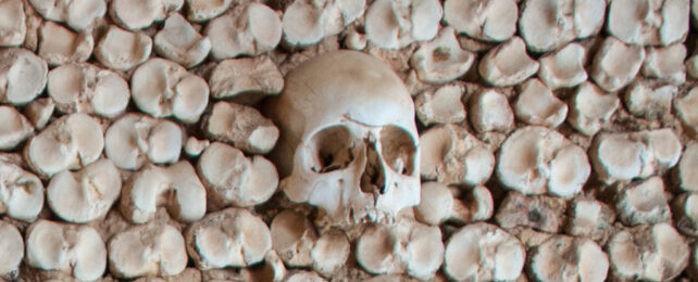 Skull picture