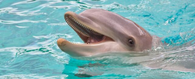 Dolphins May Actually Smile at One Another For The Same Reasons We Do