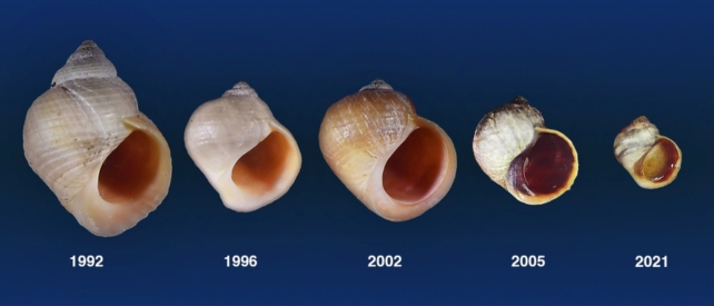 Five snail shells labeled with years