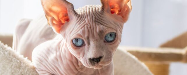 Sphynx breed of kitten