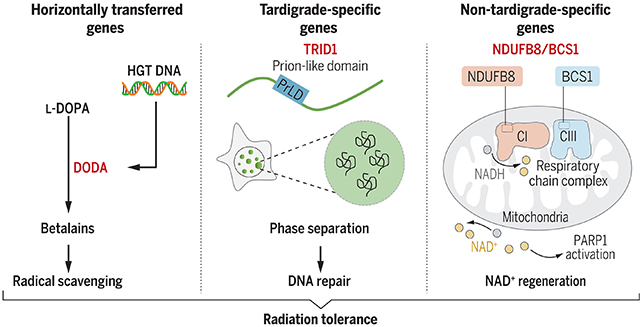 Tardigrade diagram