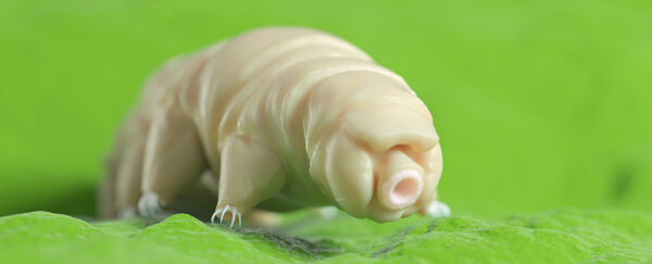 New Tardigrade Discovery Reveals Secrets of Radiation Resistance ...