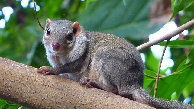 Treeshrew