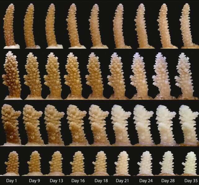 Four different coral fragments changing over time as they're exposed to a simulated heatwave