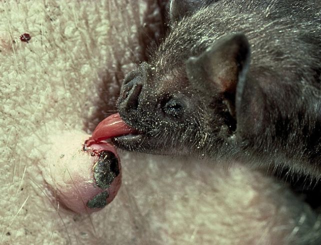 Vampire bat licking blood from sow teet