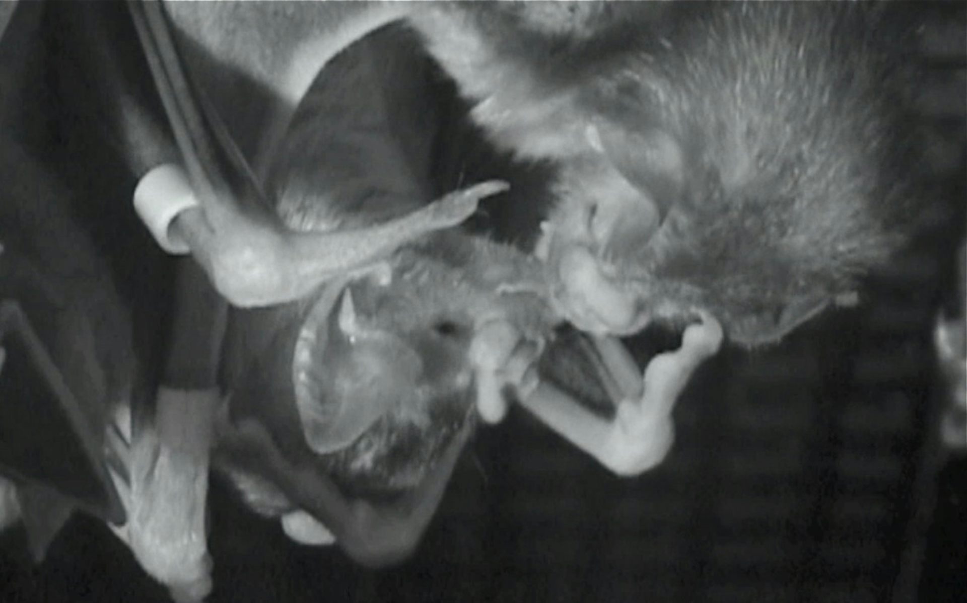 Vampire Bats Are a Lot More Than Blood Suckers, They're Caring Too