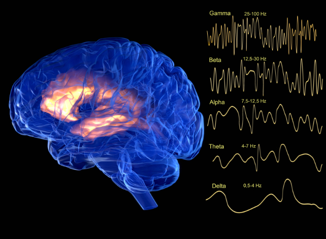 brain waves diagram