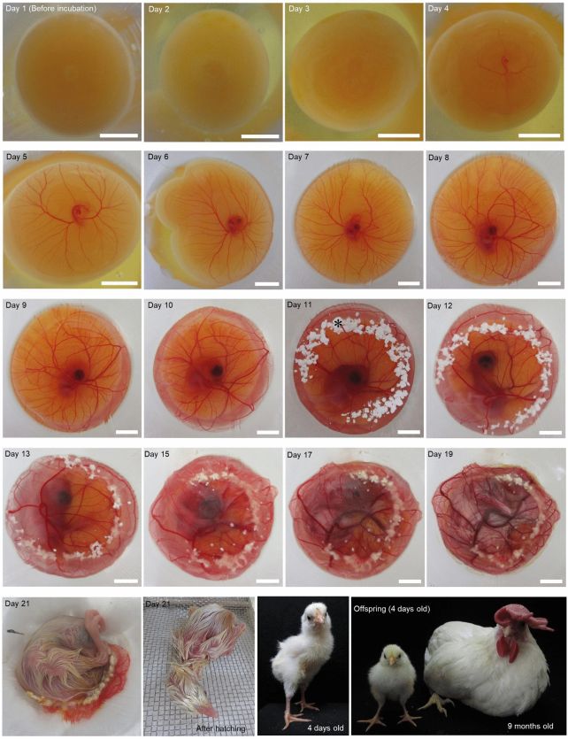 Scientists Have Found a Way of Incubating Chicks Without Eggshells