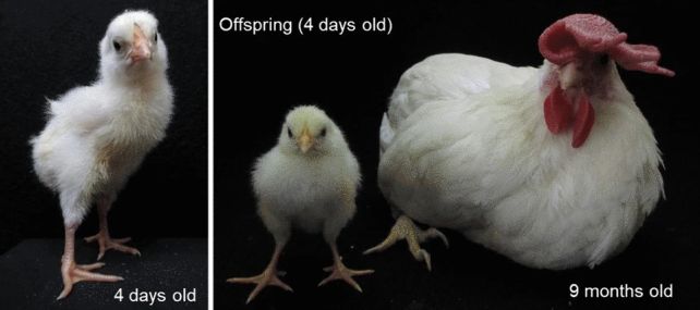 A Radical New Machine Presentations a Strategy to Develop Chickens With out Eggshells