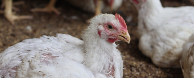 chicken in a chicken farm