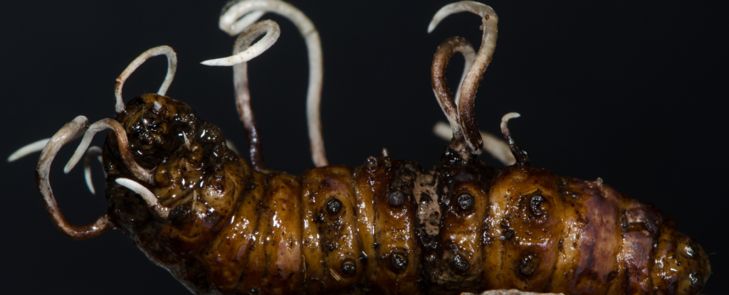 cordyceps infecting a grub