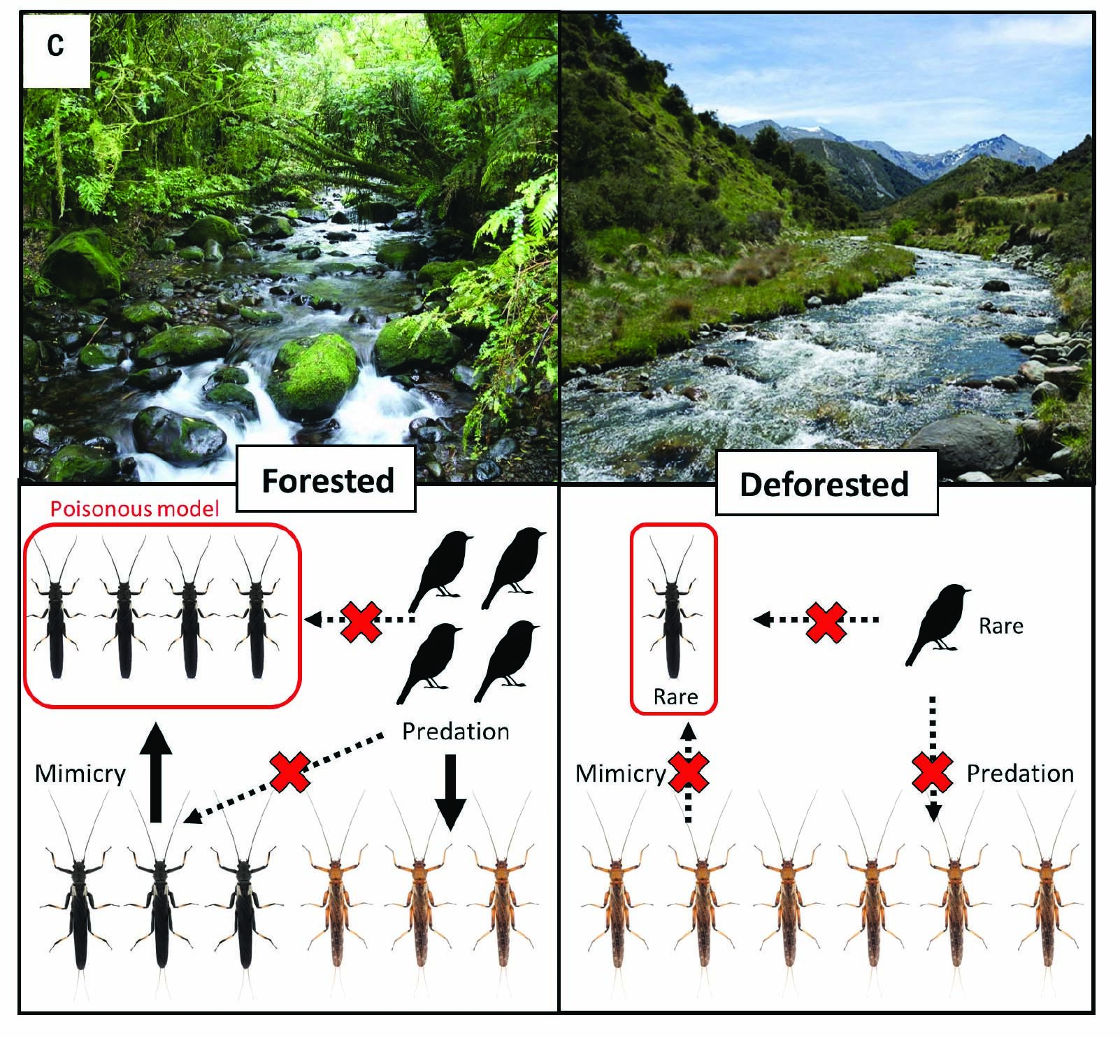 a diagram showing the forested and deforested ecosystems. the forested ecosystem has diverse stonefly colours, and more avian predation. the deforested ecosystem has only light stoneflies and less predation. 