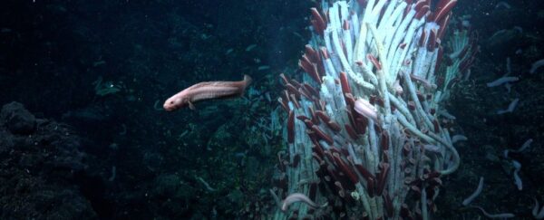 giant-tubeworms-600x243.jpg