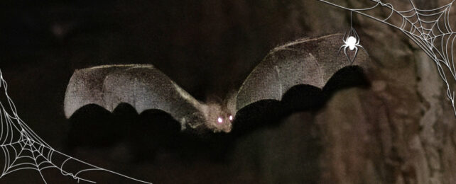 A bat flying with an overlay of a cobweb and spider