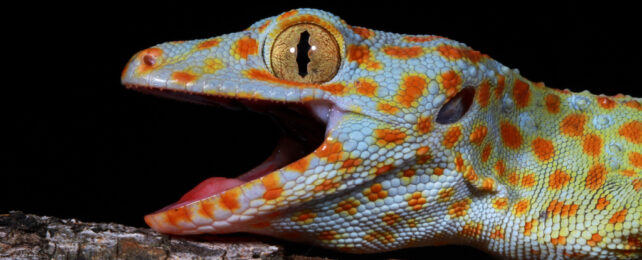 gecko with mouth open