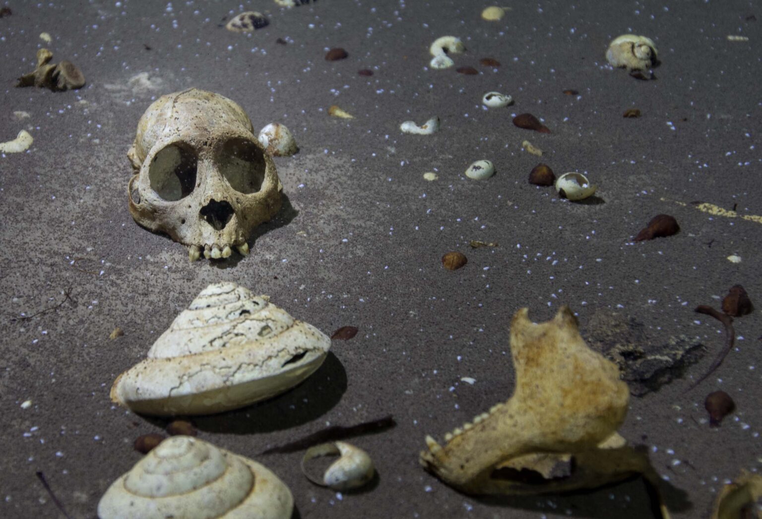 This skull and mandible, photographed on the cave floor where they were found prior to collection, may have been resting there for thousands of years. (Phillip Lehman)