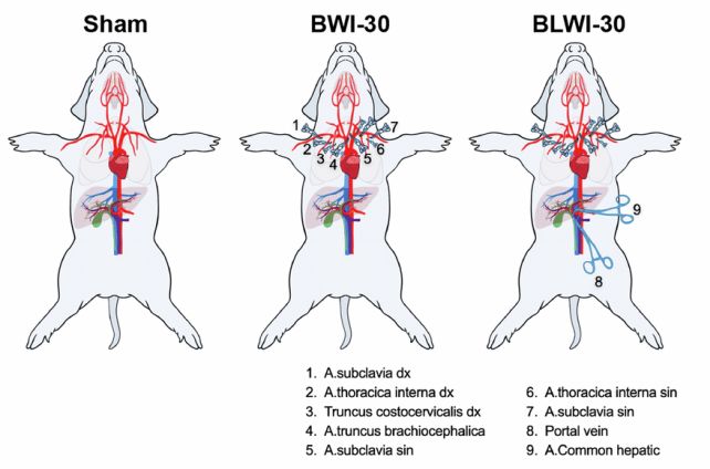 Scientists Revived a Pig's Brain Nearly an Hour After It Died