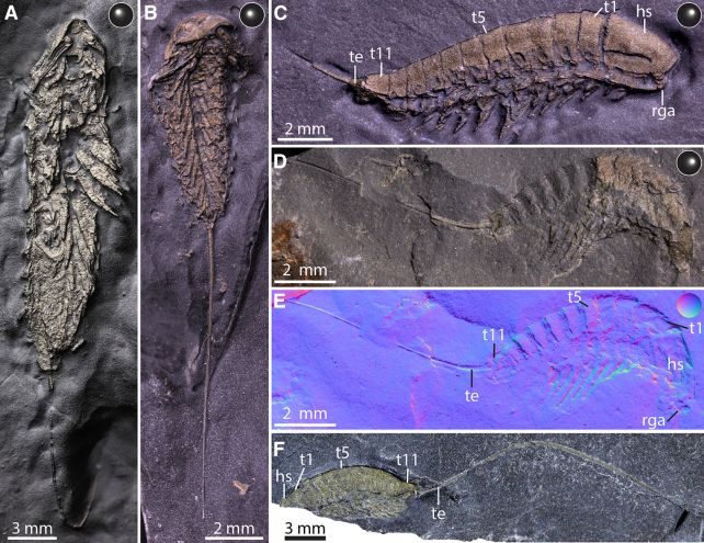 A 450-Million-Year Old Arthropod Has Been Fossilized in Fool's Gold