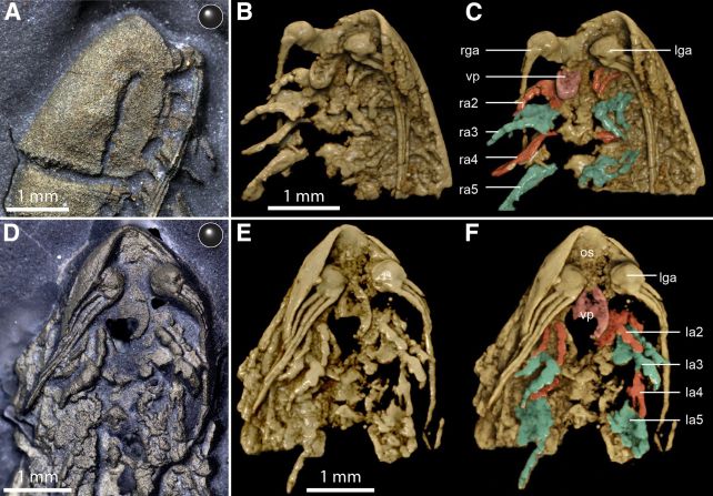 A 450-Million-Year Old Arthropod Has Been Fossilized in Fool's Gold