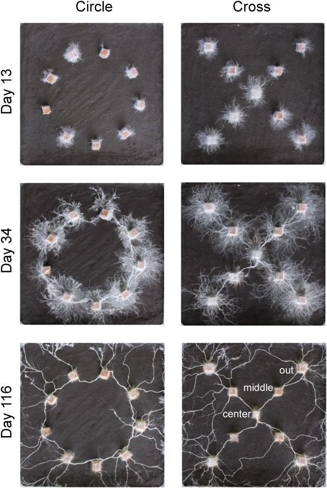 Fungus Might Be Able to Recognize Shapes in Its Surroundings