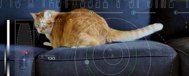 cat video still