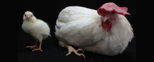 A Radical New System Shows a Way to Grow Chickens Without Eggshells