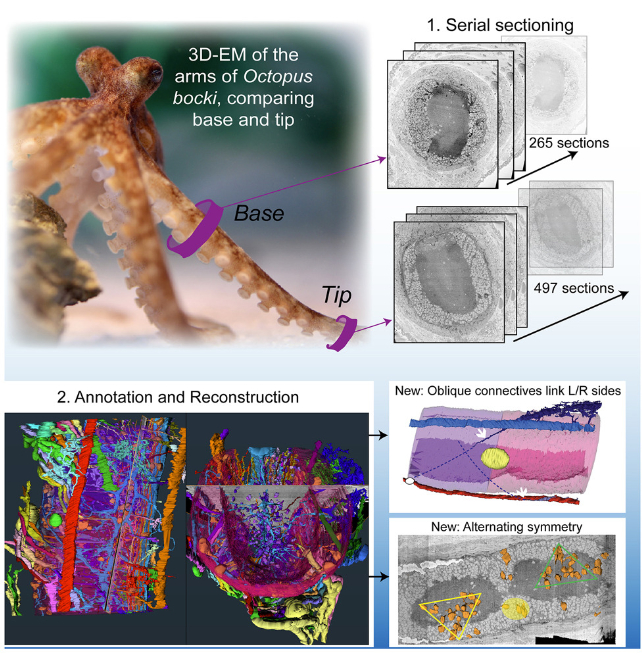 study illustration of octopus arm anatomy