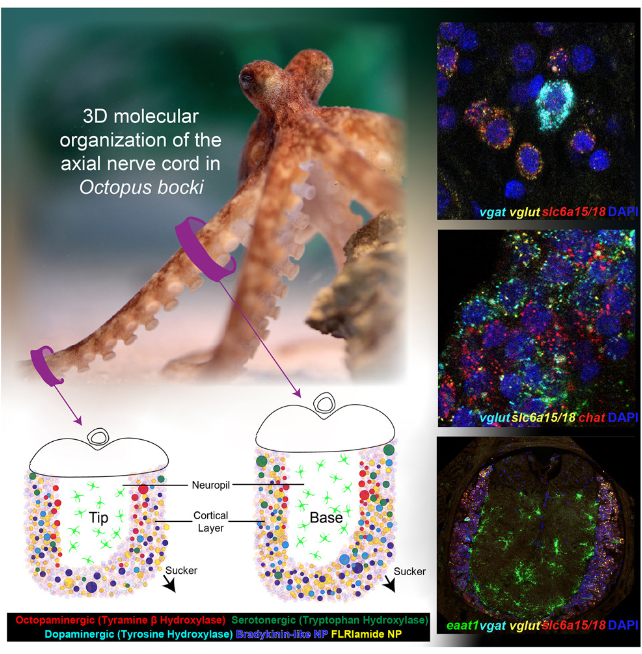 octopus neuron classes