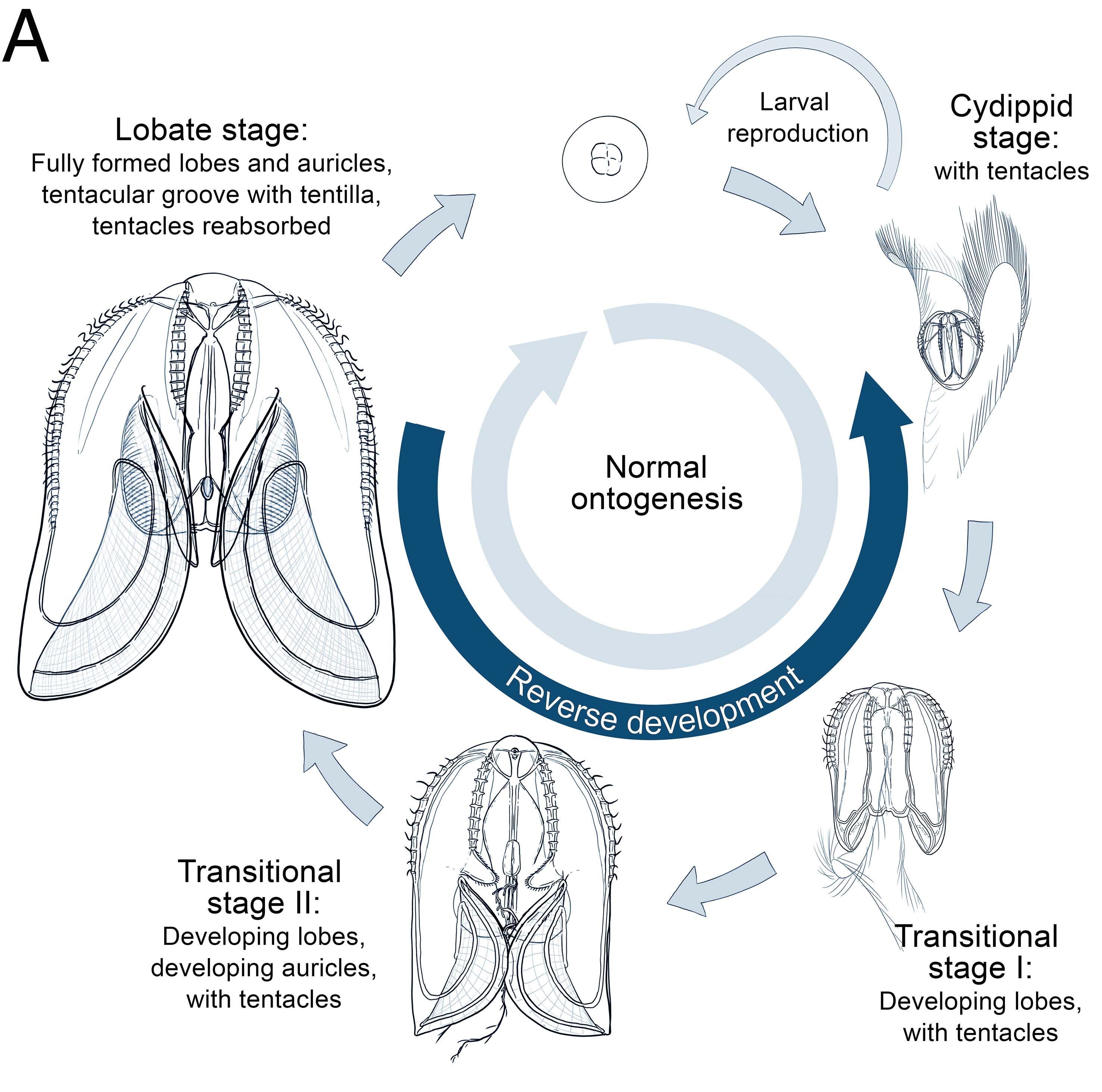 diagram shows comb jelly life cycle can go forward and reverse