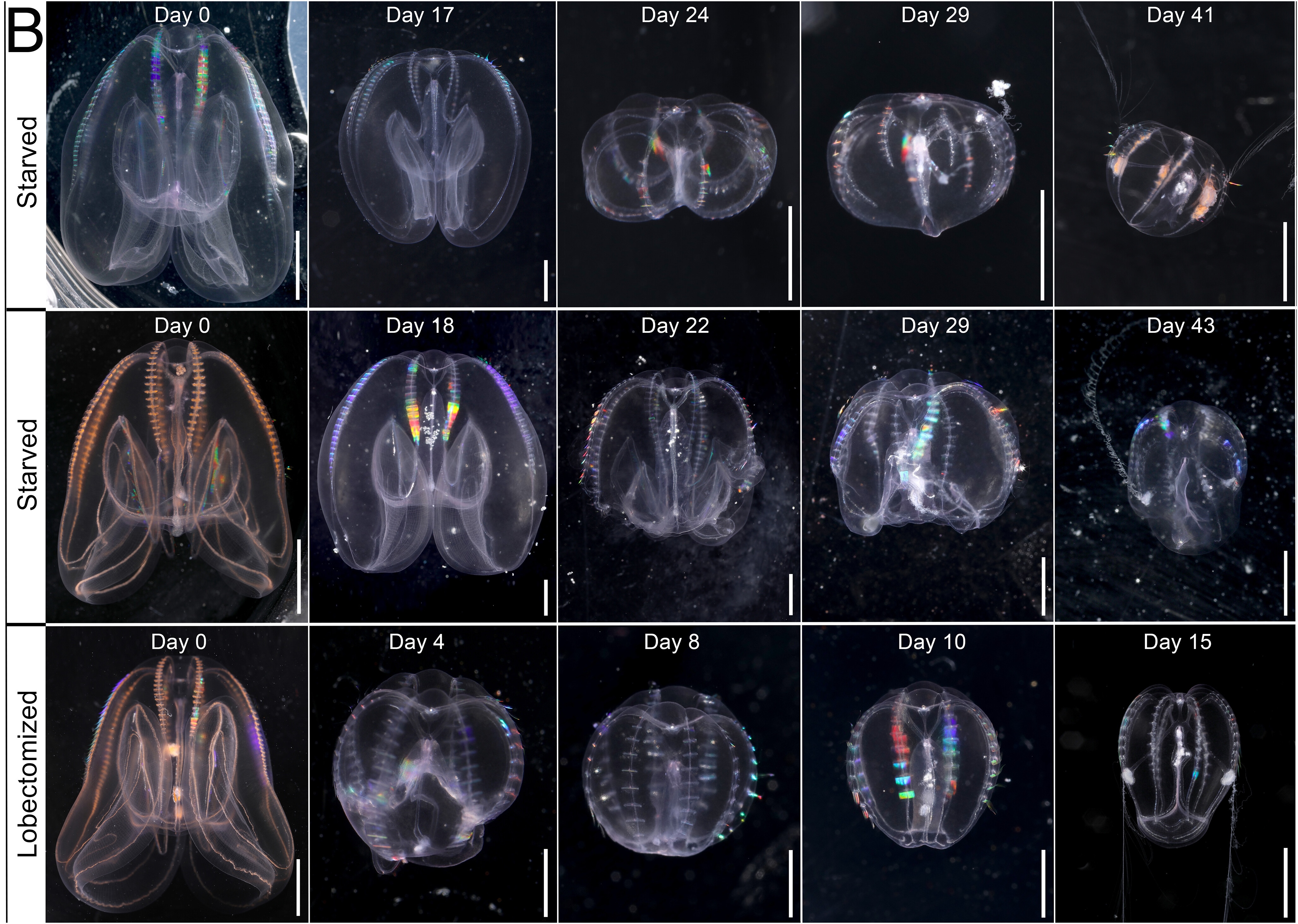 time series photos of 2 starved and one lobectomized sea jelly. the lobectomized jelly reverts to larva by day 15. the other two revert by day 41 and 43 respectively.