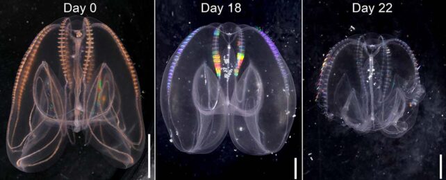 comb jelly at day 0, day 18 and day 22, getting smaller and simpler in each of the three frames.