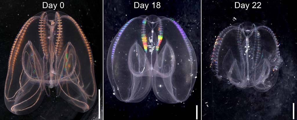 Un descubrimiento salvaje revela que las medusas peinadas pueden envejecer a la inversa: Heaven32