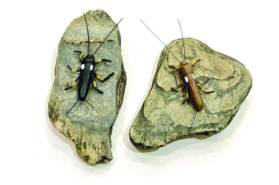 two fake models of the stonefly in light brown and ebony colours, mounted on pieces of rock. 