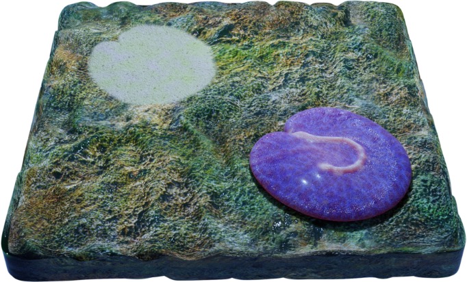 Body in foreground and impression left in the organic mat behind. Mottled purple texture of organism represents a stylisticinterpretation and is not based on fossil evidence of variable coloror texture.