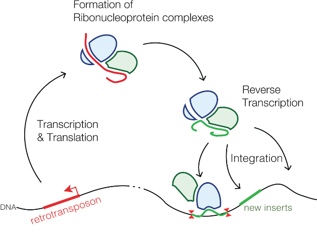 diagram of retrotransposon insertion