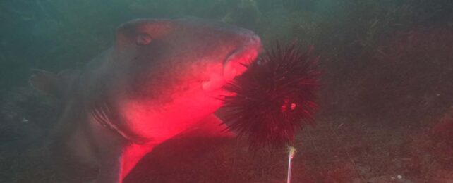 Sharks Go Absolutely Wild For Sea Urchins, New Footage Reveals