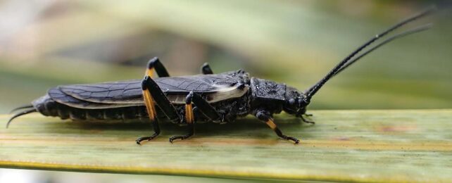 a photo of the dark-coloured stonefly sitting on a leaf. it is grasshopper-like, but with a fatter, flatter body. it has yellow marks on its knees.