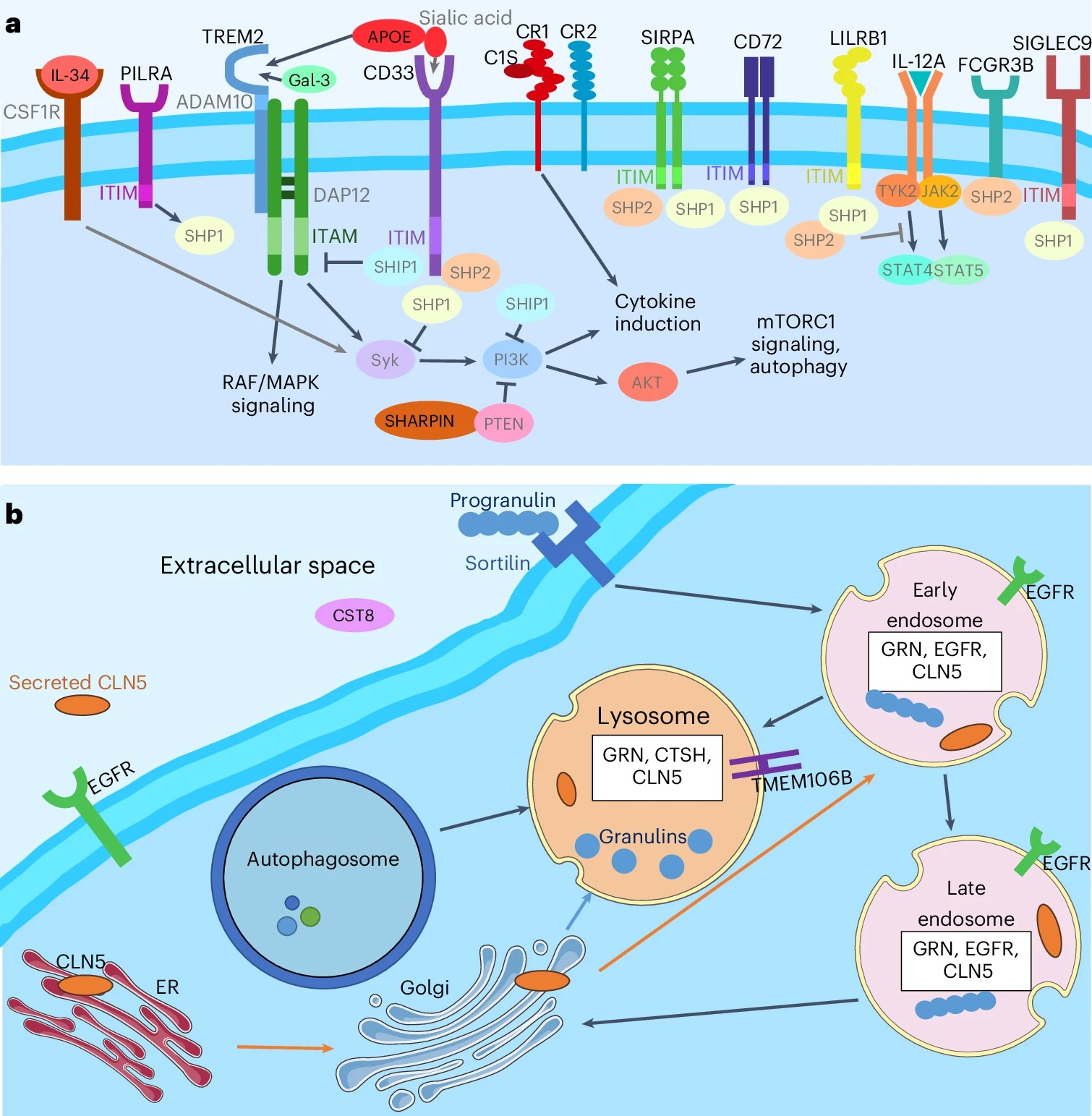 diagram showing where the immune and lysosomal proteins are located in a cell