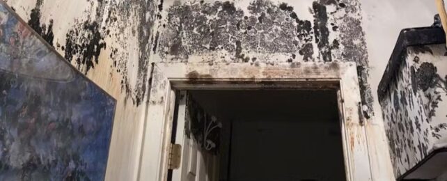 Black sploges of mold around an open doorway inside a building