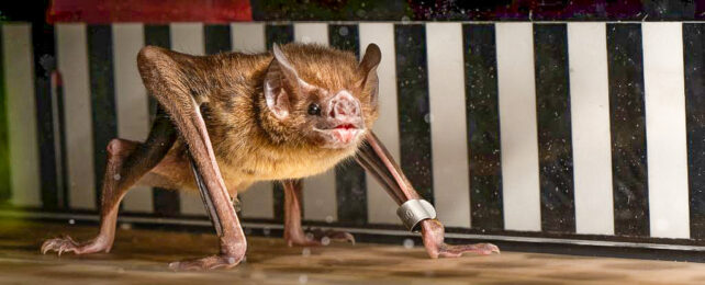 Vampire Bats Run on Little Treadmills to Reveal How They Metabolize ...