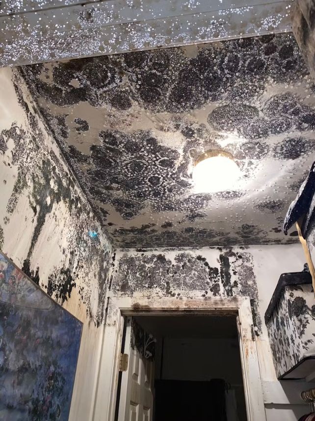 Black mold splashed all over the walls and ceiling inside a building