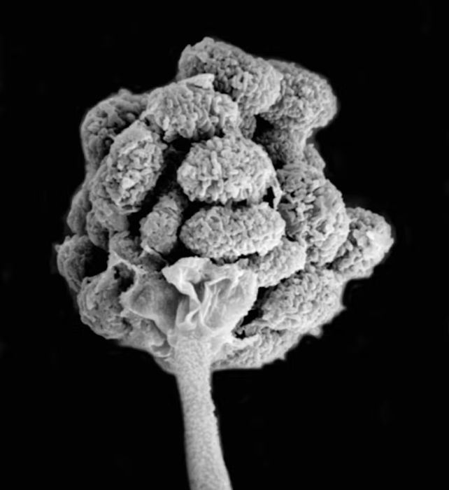 Black and white microscopic image of broccoli-like mold spore