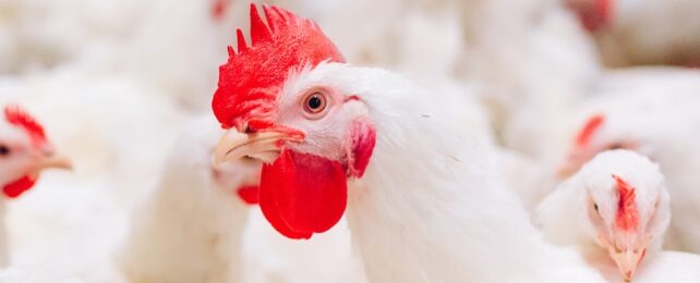 A close up of a bright white chicken