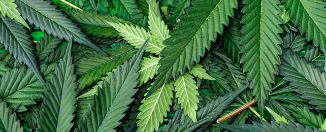 Cannabis leaves