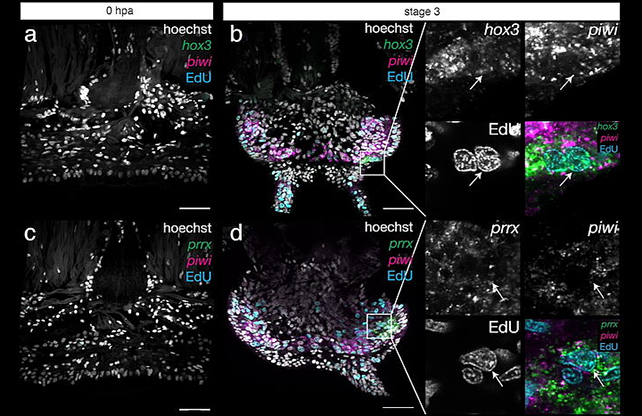 Cell labelling