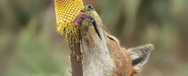 Close up of fox colored wolf licking big yellow flower