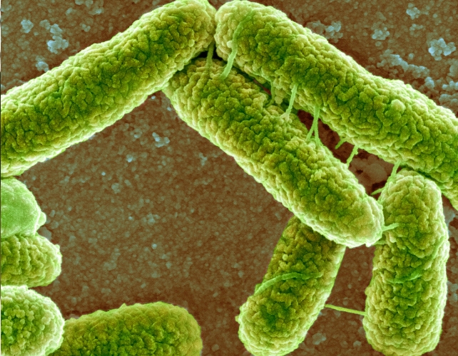 Green cylinder shaped bacteria