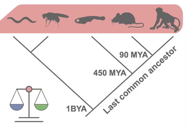 Evolutionary tree showing our last common ancestors including when we split from mice, fish, flies and worms