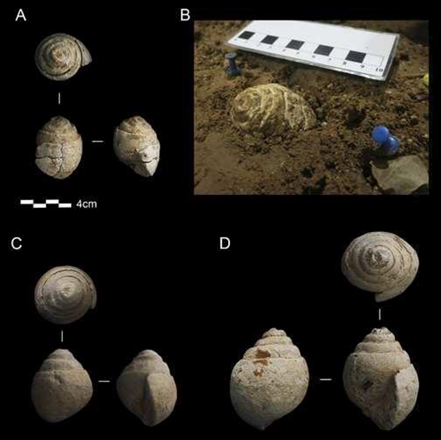 Fossil selection